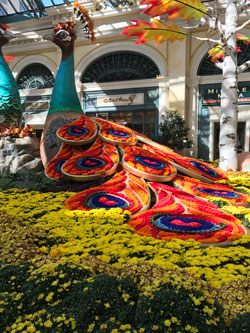 floral peacock